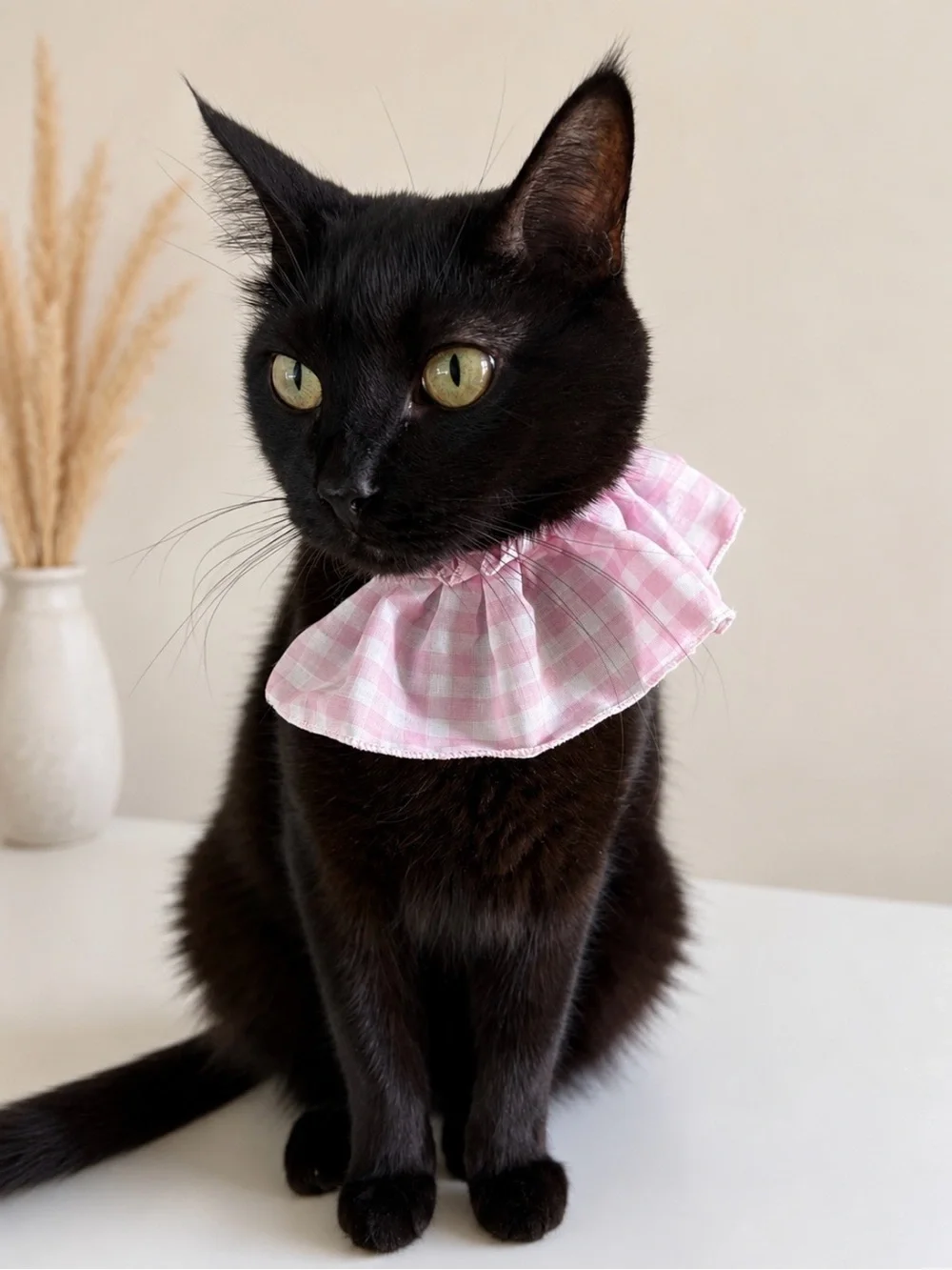 Ruffle + Collar Set for Pets